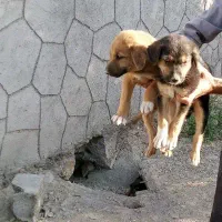 سگ بازیگوش