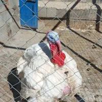 بوقلمون گوشتی