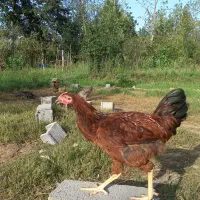 خروس دورگه