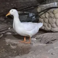 اردک