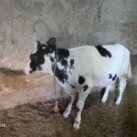 گوساله ماده