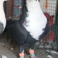 کفتر تهرونی،رنگه،ساده