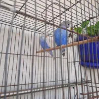 جفت مرغ عشق ۳۰۰باهم