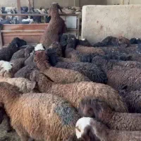 ۳۵راس بره نر ماده