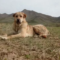 سگ پژدر