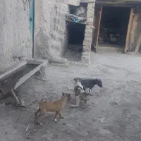سگ درسگ