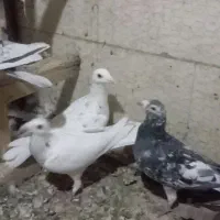 سرور زاجر