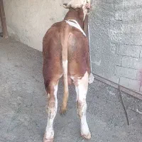 گوساله نر کشتاری درجه یک