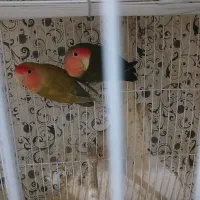 جفت کوتوله