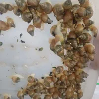 حلزون آچاتینا