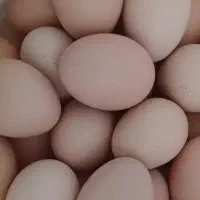 تخم مرغ، تخم مرغ نطفه دار