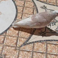 کبوتر تهرانی،آبادینی،شهری