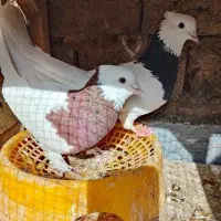 جفت معاوضه با لاری جوجه یا مرغ و خروس