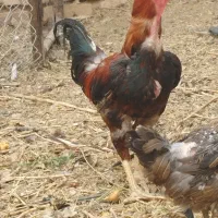 خروس لاری