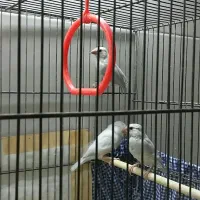 3تافنج نرگسی سیلورمعاوضه