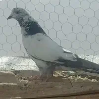 کفتر|پرنده|قم, هفت تیر|دیوار