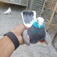کفتر ابلق سبز ماده