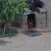 خروس
