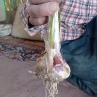 سیر