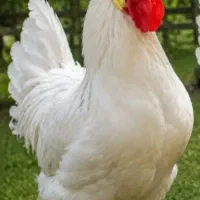 خروس قربانی