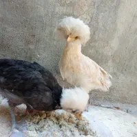 جوجه لهستانی