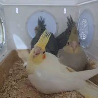 جوجه عروس هلندی سالم