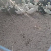 اردک سالم