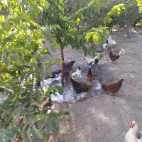 خروس محلی طبیعی