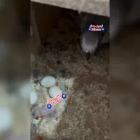کاسکو دم قرمز مولد به ضمانت جوجه و نطفه