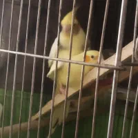یک جفت  عروس هلندی همراه با جوجه
