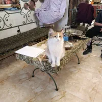 گربه واگذاری