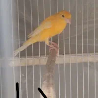 قناری اماده