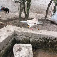 کبوتر|پرنده|کوچصفهان, |دیوار