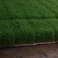توم ، تیم ، نشای هاشمی برای کاشت دستی