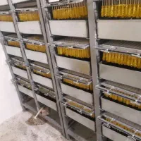 خط تولید نبات