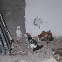 نیمچه خروس چهل تاج گلین