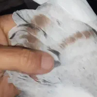 جوجه دوکت