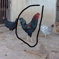 خروس محلی|حیوانات مزرعه|جوانرود, |دیوار