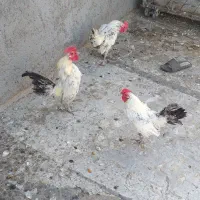 خروس چینی