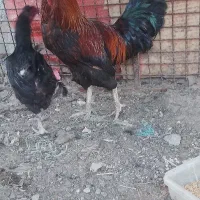 خروس و مرغ