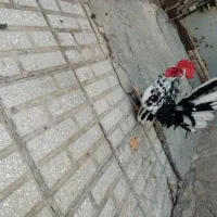 مرغ خروس