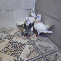 اهواز