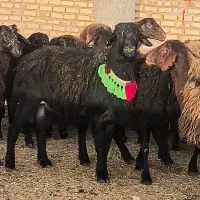 گوسفند چندقلوزا (افشاری ژن‌دار همو هترو) فروش فوری