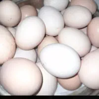 فروش تخم مرغ بومی درجه یک خوراکی و نطفه دار