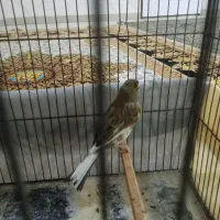 قناری نر بشرط