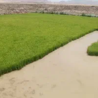 نشا سبز دستی فروشی هر چند متراژ   15مترم بسته هست