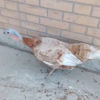 بوقلمون ماده