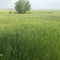 زمین کشاورزی