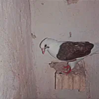 کفتر پشت سرخ و قورگی و ساده افشون و قره قورگی