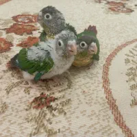 گرینچیک جوجه